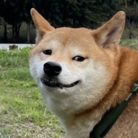 柚子的柴犬大頭照